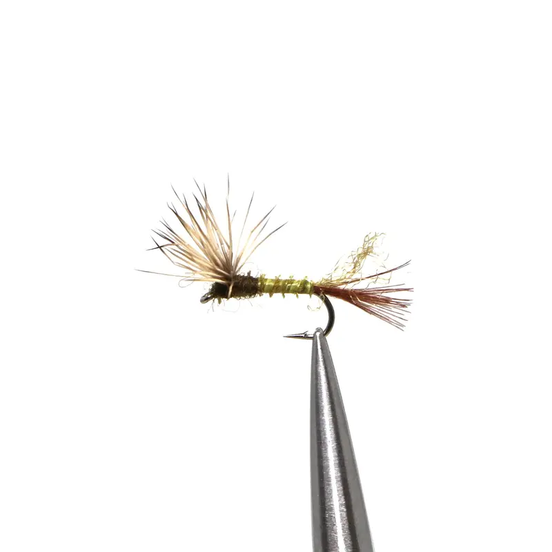 Sparkle Dun Blue-Winged Olive 1